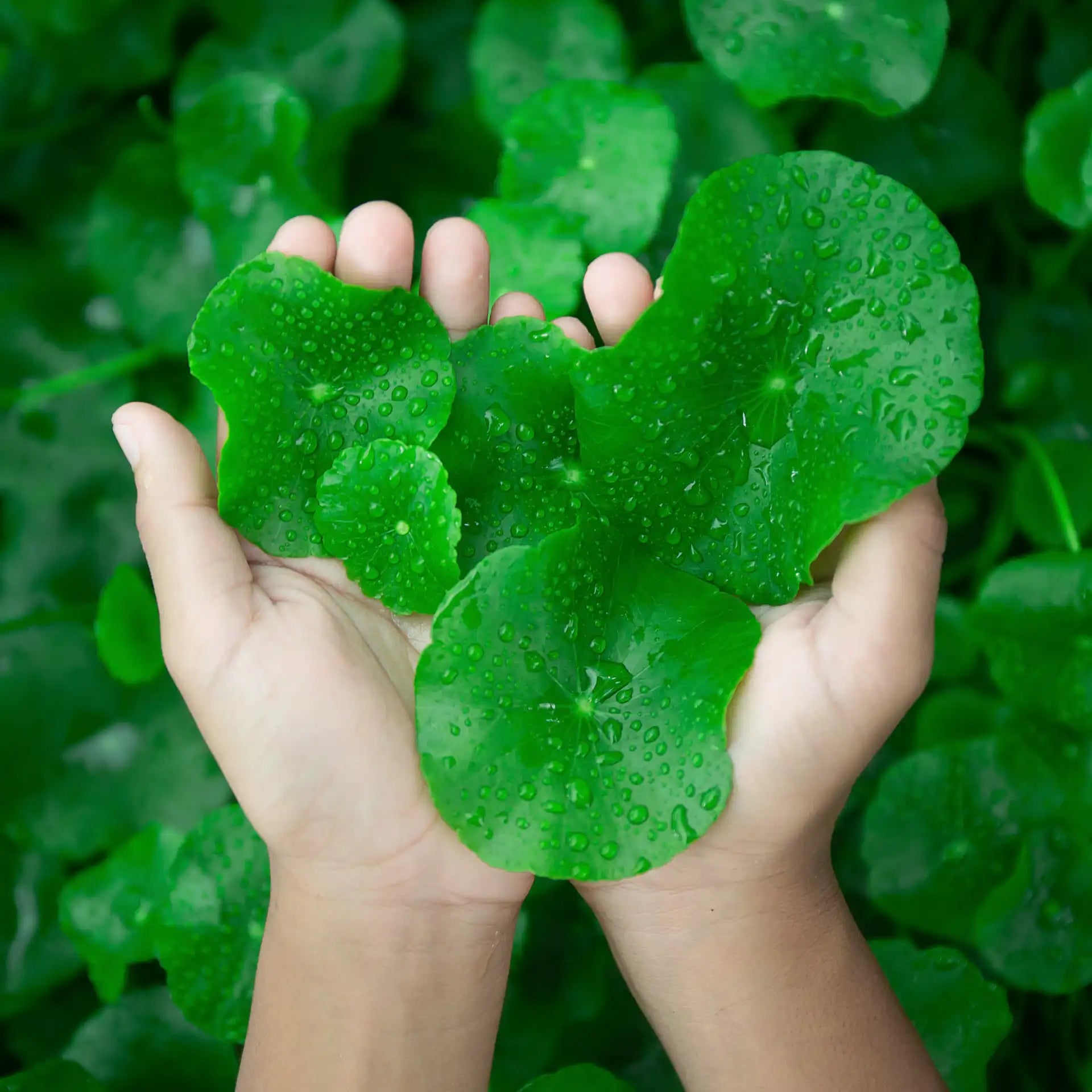 Centella Asiatica: The Ancient Herb for Calming and Healing Skin