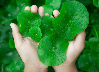 Centella Asiatica: The Ancient Herb for Calming and Healing Skin