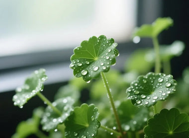 Centella Asiatica (Cica): The Ancient Healing Herb in Modern Skincare