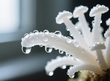 Tremella Mushroom: Nature's Hyaluronic Acid Alternative